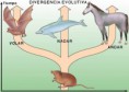 /album/especies/evolucion-10-jpg/